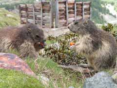 Murmeltiere auf dem Spielboden