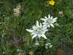 Edelweiss